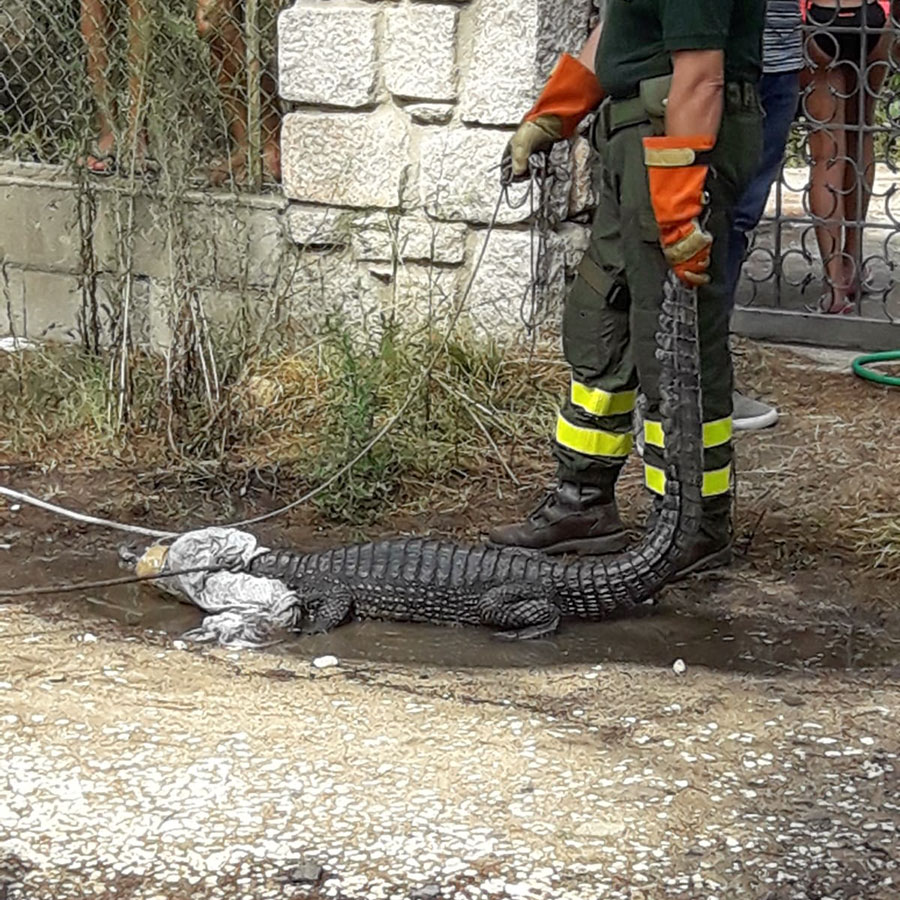 Il coccodrillo Jack dopo il ritrovamento a Cala Liberotto
