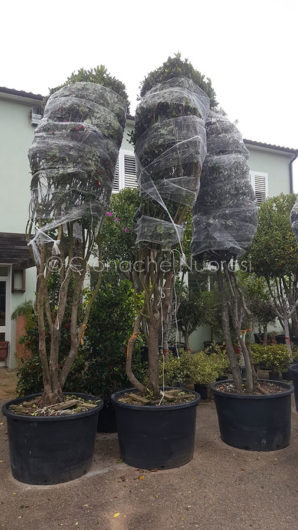 Alcune piante pronte per la ZTL al Corso di Nuoro