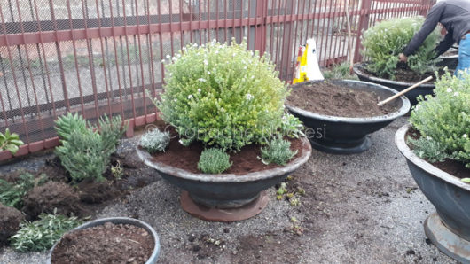 Alcune piante pronte per la ZTL al Corso di Nuoro