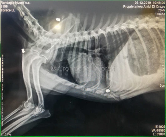La radiografia del cane ferito