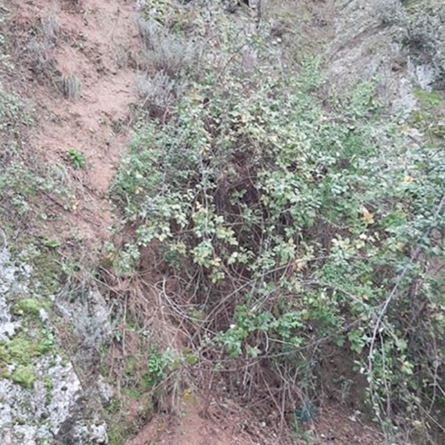 Piante sull'Ortobene