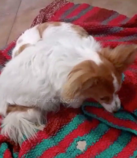 L'agonia di uno dei cagnolini avvelenati