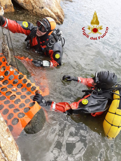 I Vigili del Fuoco salvano il delfino