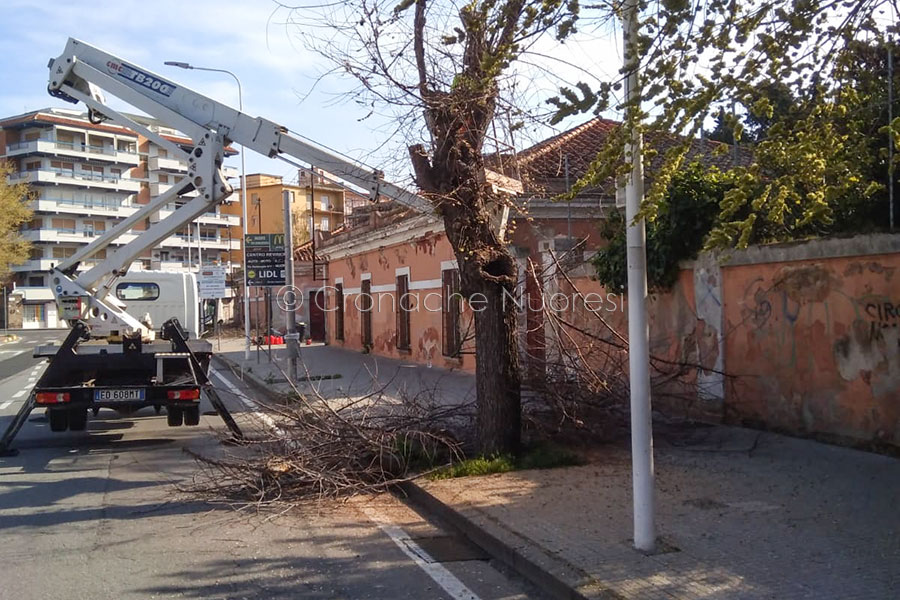 Nuoro, un intervento di potatura