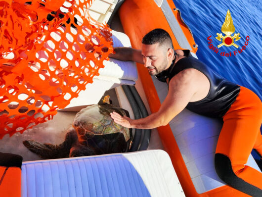 La Caretta Caretta salvata dai vigili del Fuoco.j