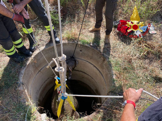 Il salvataggio dell'asino caduto in un pozzo a Orgosolo