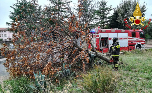 I Vigili del fuoco mettono in sicurezza un albero divelto dal vento