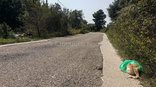 Il gatto morto gettato a bordo strada (foto S.Novellu)