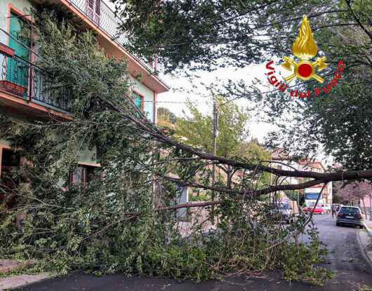 Un albero sradicato dal vento a Nuoro
