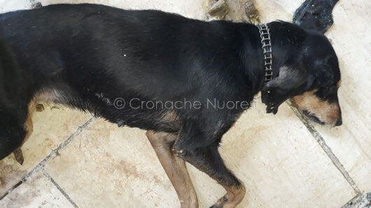 Uno dei tre cani avvelenati a Orosei