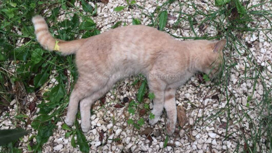 Uno dei gatti avvelenati a Sos Alinos