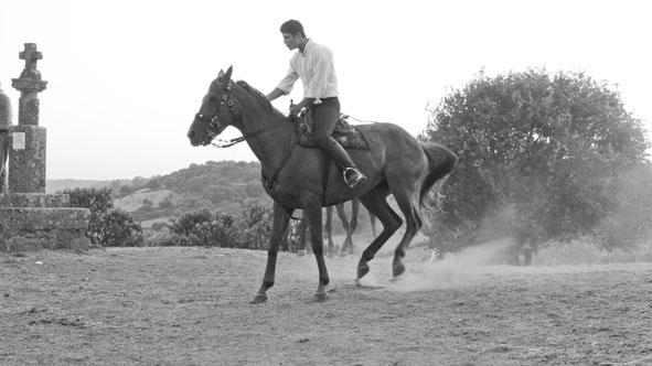 I cavalli come terapia contro le disabilità
