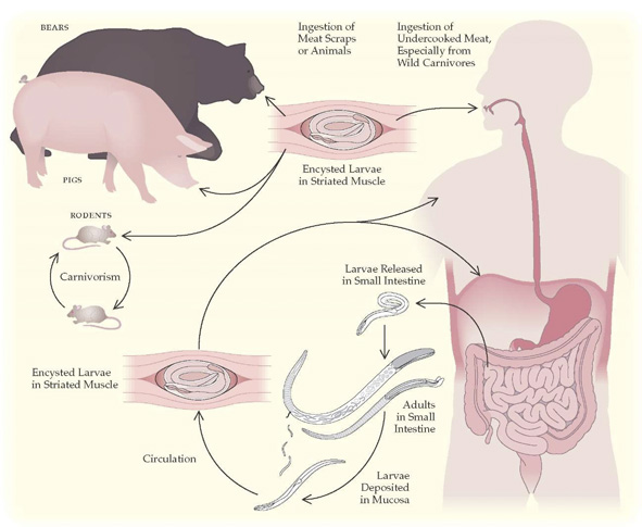Trichinella: Sindaco e due Assessori di Orgosolo rinviati a giudizio