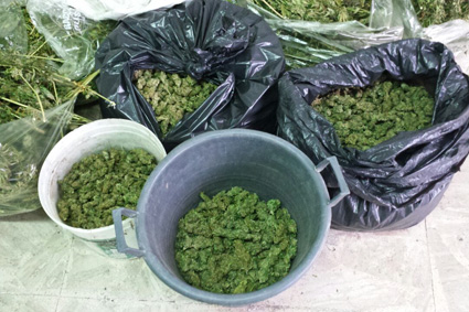 Sequestrati trentaquattro chili di marijuana: quattro in manette