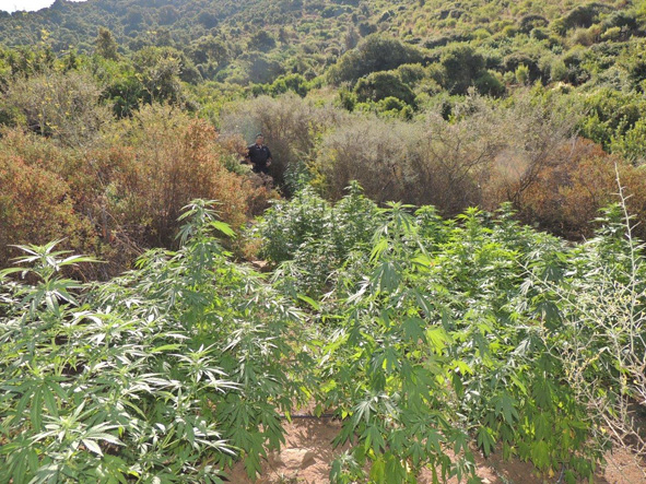 Scoperte dai Carabinieri 386 piante di marijuana