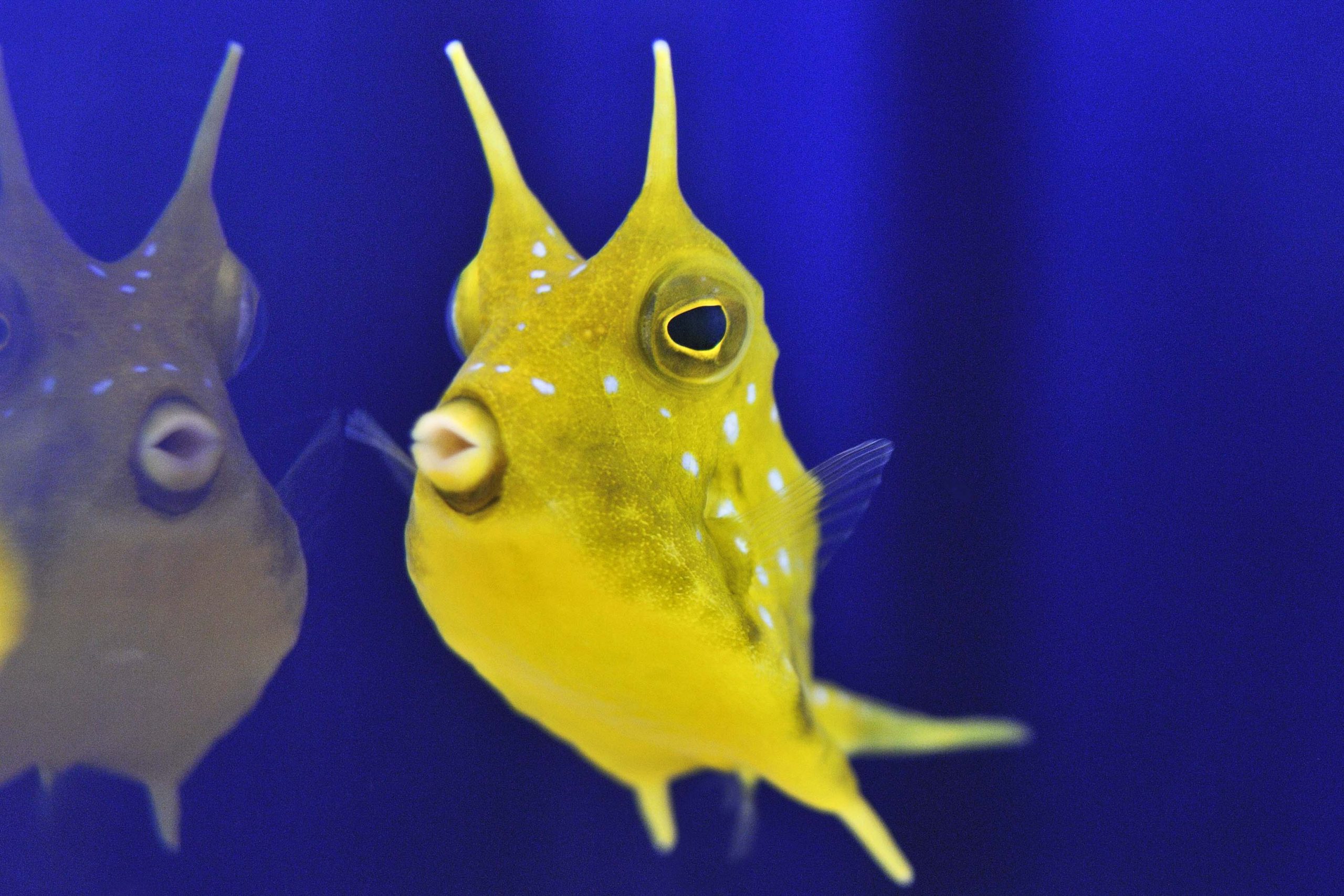 I coloratissimi pesci scatola all'Acquario di Cala Gonone