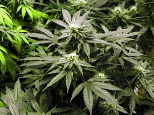 Scoperta piantagione di 400 piante di marijuana
