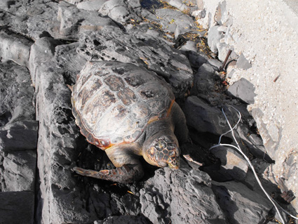 Cala Gonone: recuperato esemplare di tartaruga morto tra gli scogli