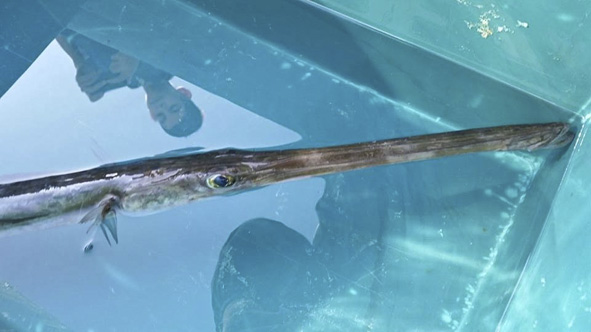 Il pesce flauto  dalle reti all'Acquario di Cala Gonone