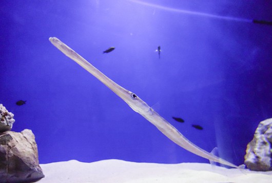 Il pesce flauto: un "alieno" venuto da lontano