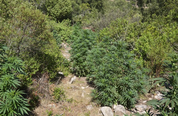 Colto in flagrante ad "accudire" una piantagione di 80 piante di marijuana: agricoltore in manette