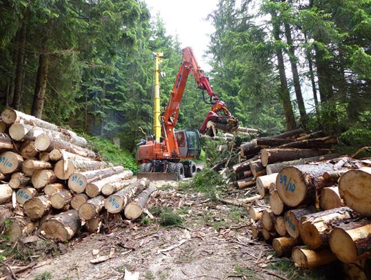 Macomer: assunzione per cantiere forestale