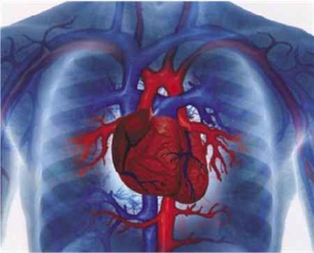 "Questioni di cuore": al via la campagna d'informazione sul rischio cardiovascolare