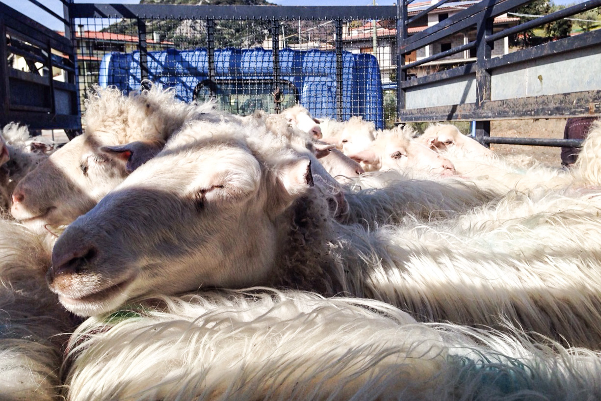 Nascondeva nell'ovile 50 capi ovini rubati. Denunciato allevatore di Silanus