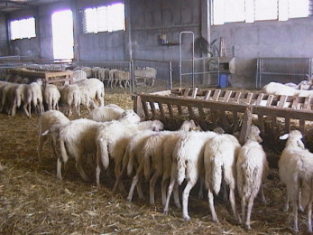 Ancora un caso di abigeato: scoperti 15 capi ovini di provenienza furtiva