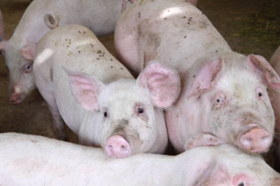 Peste suina: Arru, se non risolviamo noi lo farà l'Europa