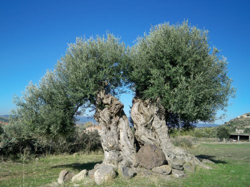 Oliena si candida per entrare a far parte del Registro Nazionale Paesaggi Storici