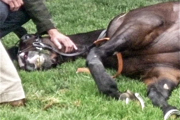 Bono. Intimidazione: cavallo anglo arabo sardo trucidato con una fucilata alla testa