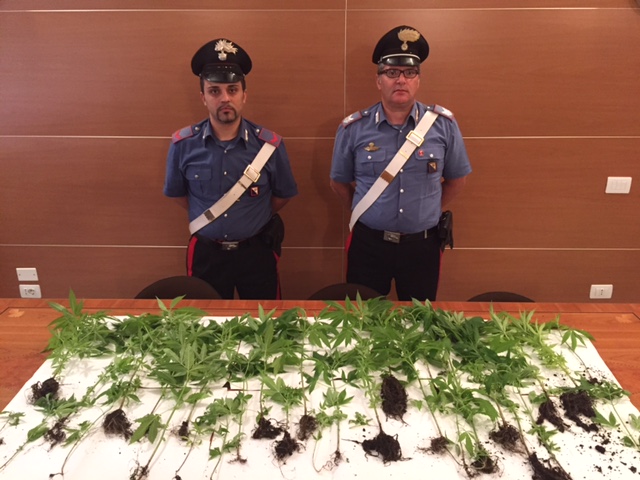 Pensionata nuorese denunciata per coltivazione di marijuana