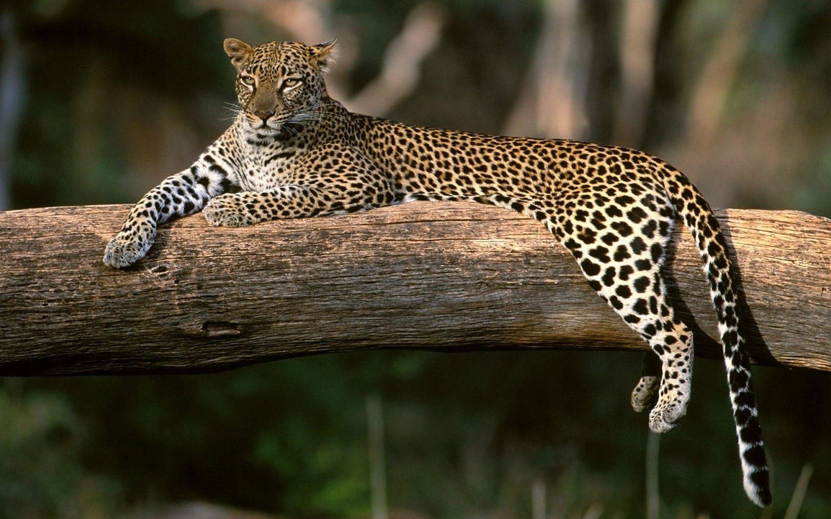 Ritrovato e catturato il leopardo fuggito ieri da uno zoo privato a Guspini