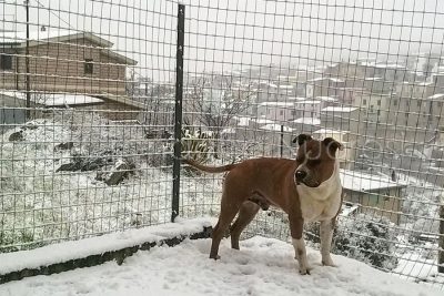 Sarule sotto la neve (foto L.Mureddu)