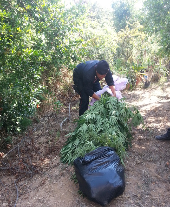 "Supermercato della marijuana". Beccati a coltivare marijuana: intera famiglia in manette