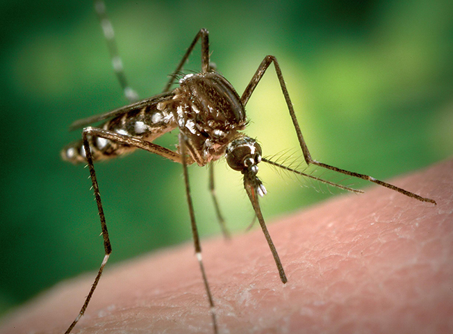 Caldo e umidità: cresce l'allarme per la zanzara tigre in Sardegna
