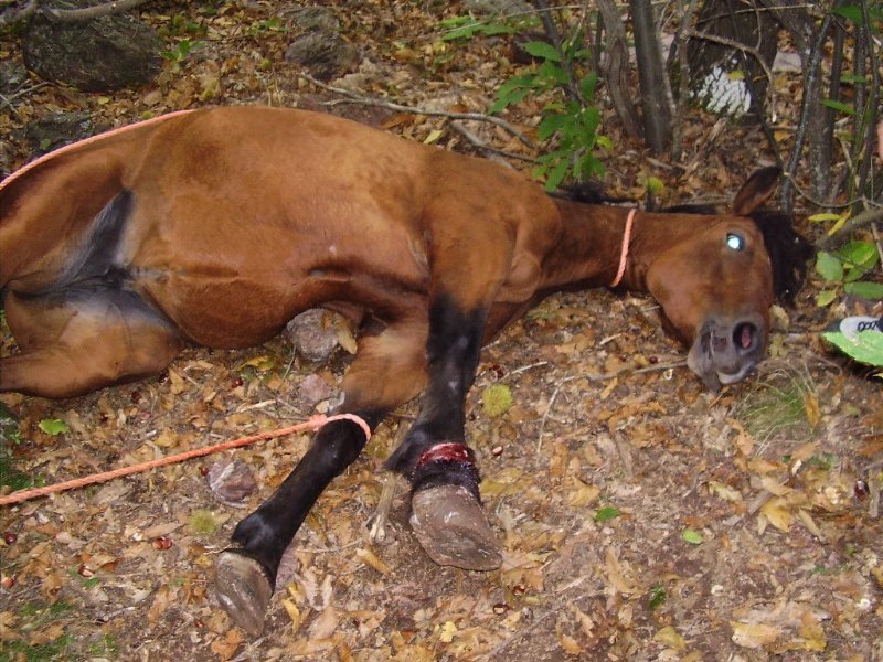 Attentato contro azienda agricola: sparano a un cavallo e danno fuoco a una roulotte piena di fieno