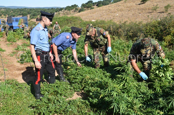 Colti in flagrante a coltivare 1600 piante di marijuana: quattro arresti