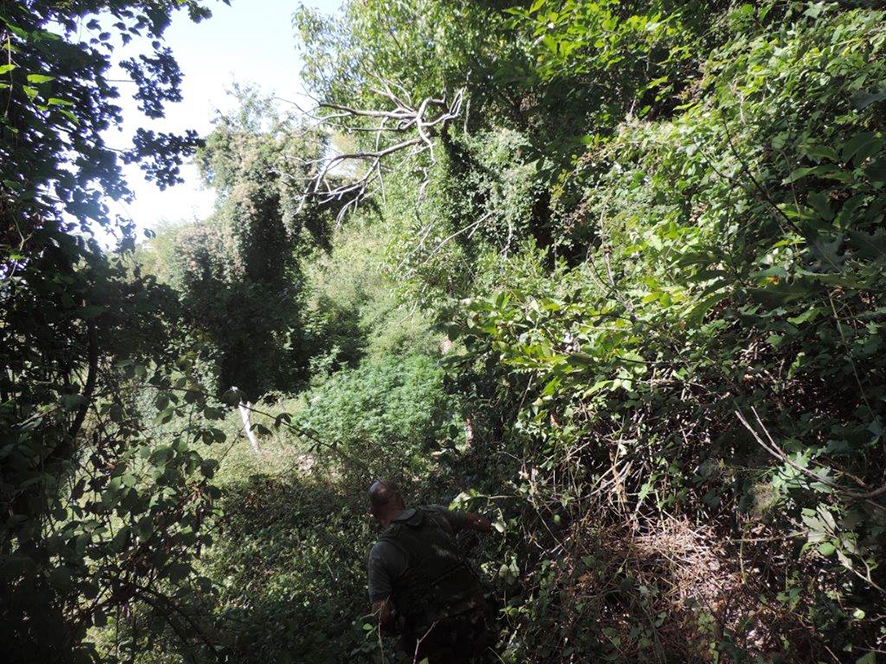 Desulo. Scoperte 65 piante di marjiuana: tre denunce