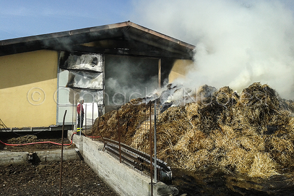 Un'azienda agro-zootecnica ridotta in cenere e un vitellino custodito al suo interno arso vivo