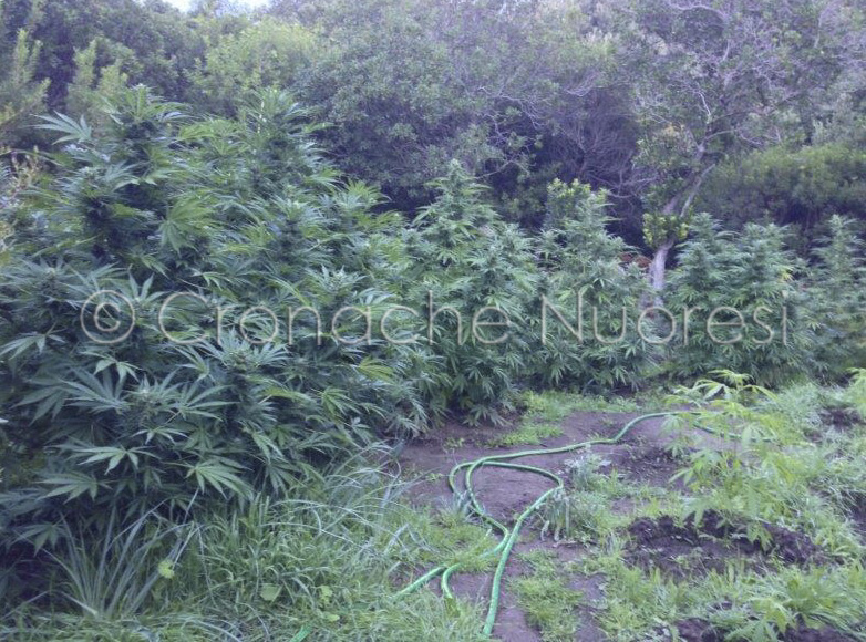 Blitz dei Carabinieri in Baronia: nel giro di una settimana scoperte due piantagioni di marijuana