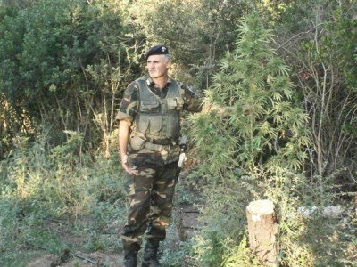 Centotrenta piante di marijuana alte un metro e mezzo scoperte dai Carabinieri