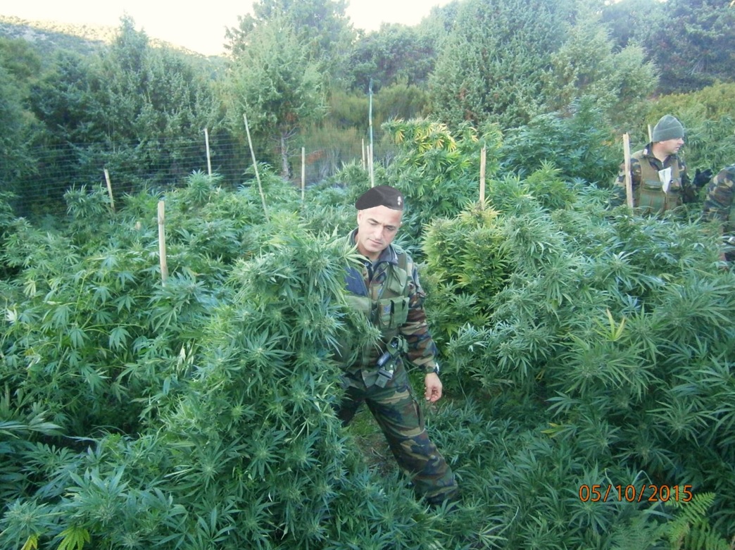 Scoperte 200 piante di marijuana occultate tra la vegetazione e recintate