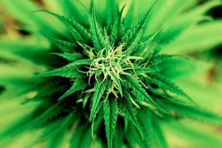 Cannabis: in attesa della legalizzazione si punta al franchising,