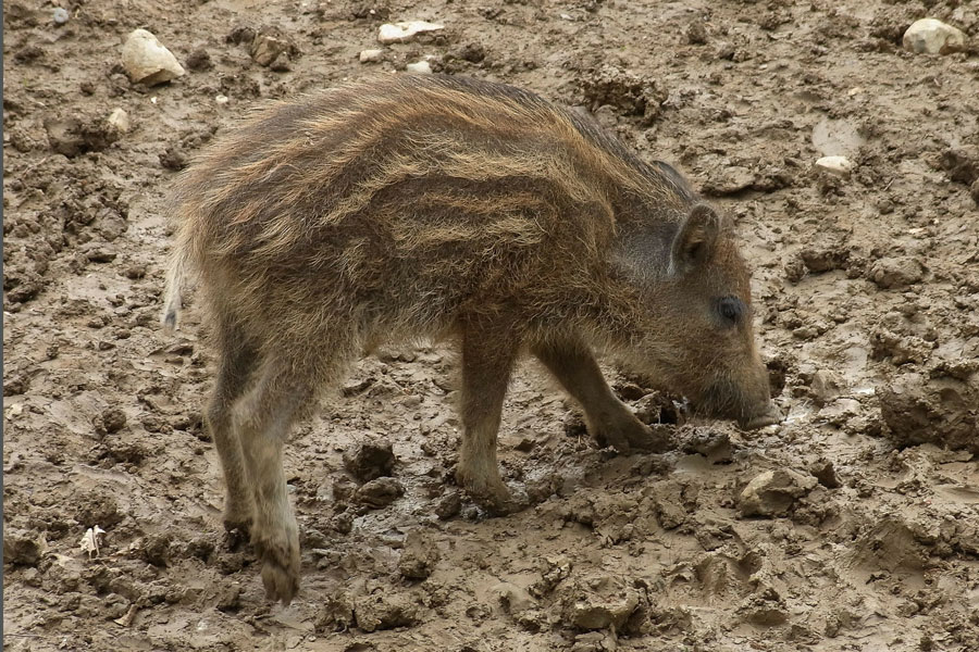 ENPA, si studia l'apertura della caccia al cinghiale per 12 mesi l'anno