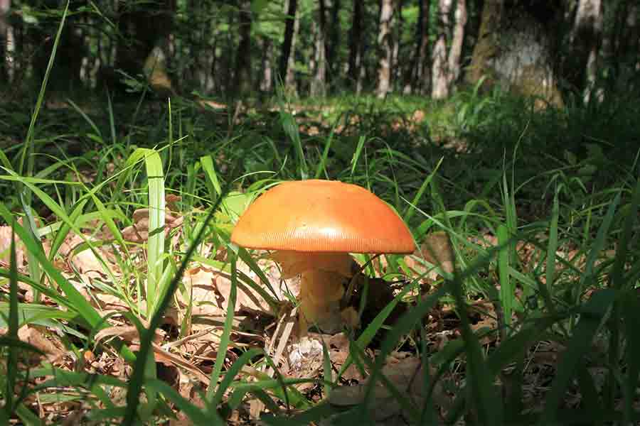 Donna di Badesi intossicata dai funghi, condizioni stabili