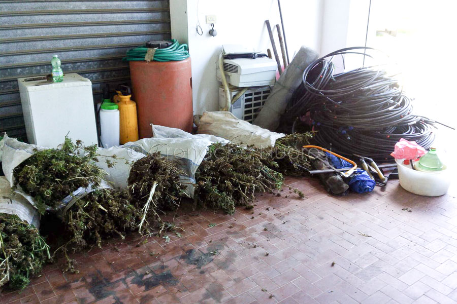 Tortolì: nascoste tra sughere e rovi, scoperte 160 piante di marijuana