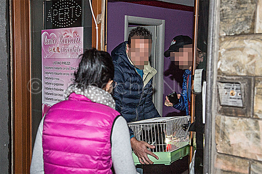 Gattino “prigioniero” nel centro massaggi sotto sequestro: per liberarlo è occorso l’ok del magistrato