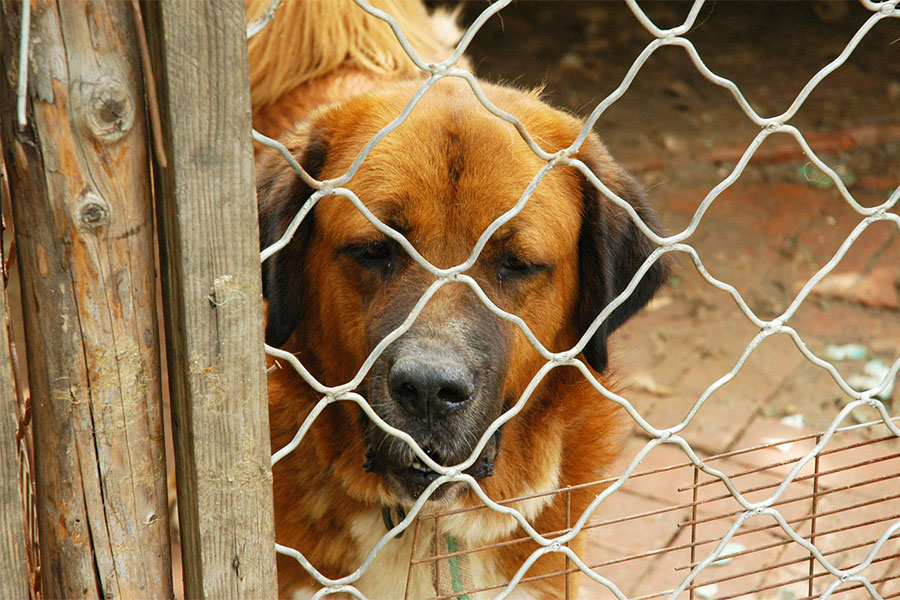 AIDAA. A Ferragosto abbandonati oltre 500 cani